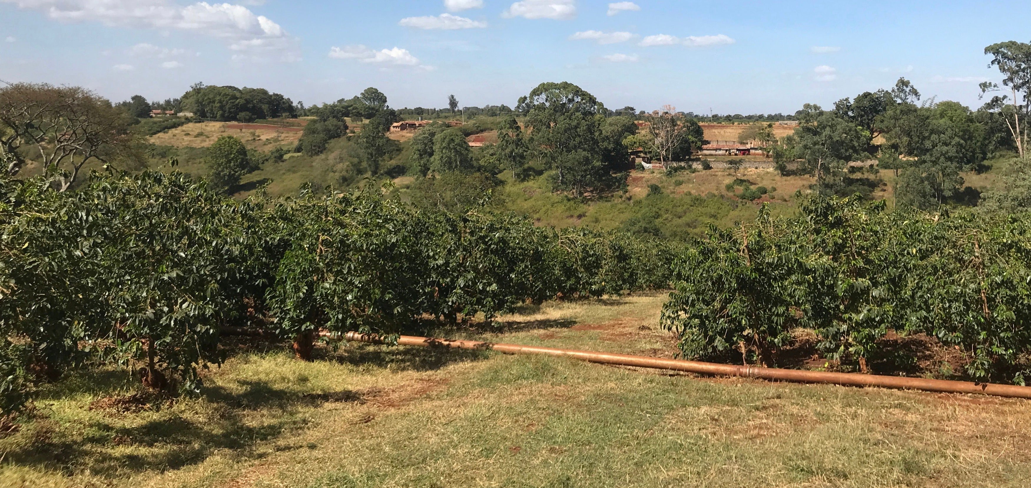 A rural landscape featuring a coffee plantation with rows of coffee plants. In the background, there are hills, trees, and a partly cloudy sky. An irrigation pipe runs along the foreground.