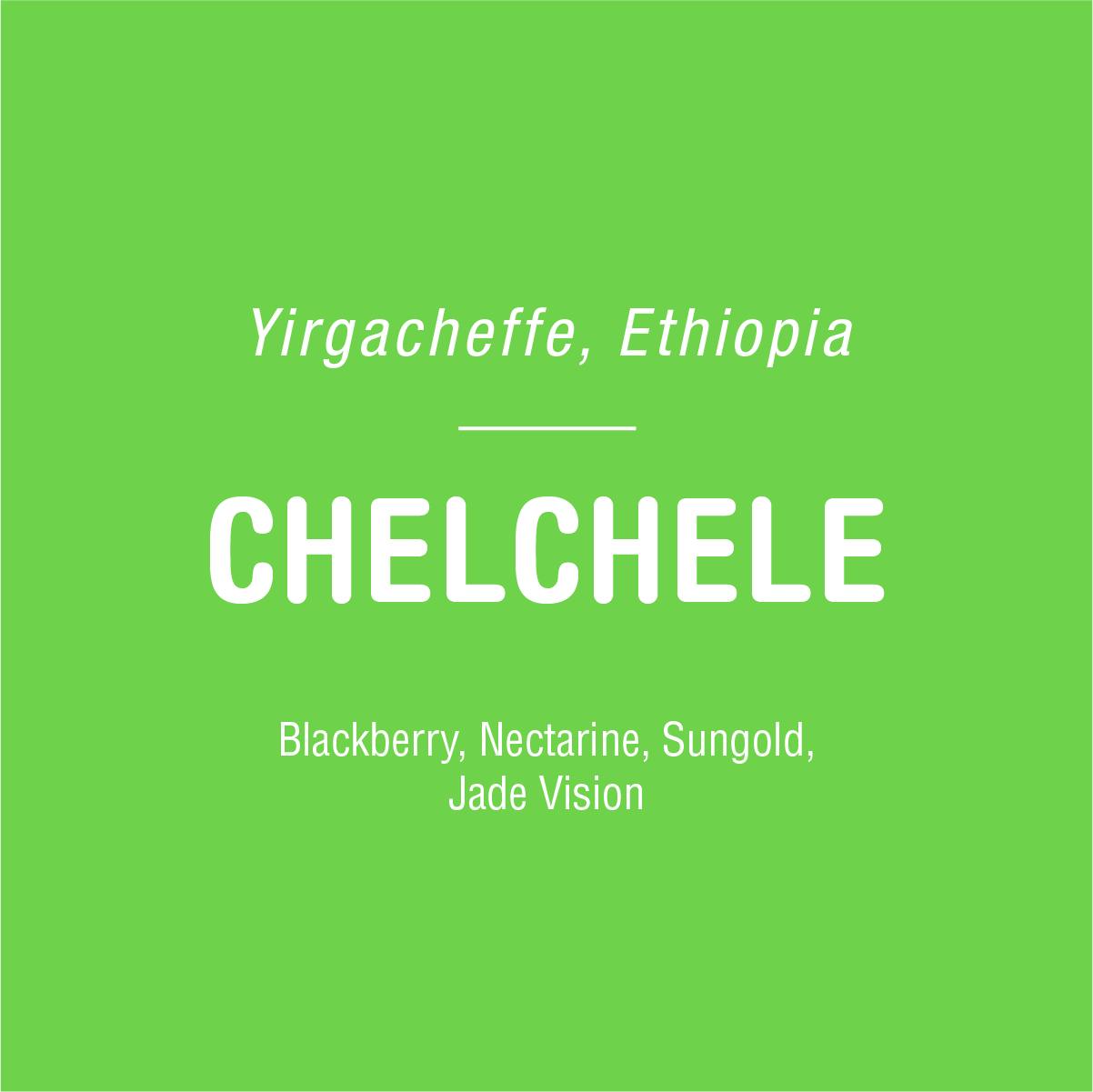 A green graphic displays white text that reads "Yirgacheffe, Ethiopia" at the top, followed by a line, and then "CHELCHELE" prominently in the center. Below, it highlights flavor notes: "Blackberry, Nectarine, Sungold, Jade Vision." Chelchele - Natural Ethiopia from Tandem Coffee Roasters is a naturally processed Ethiopian coffee bursting with blackberry flavor.