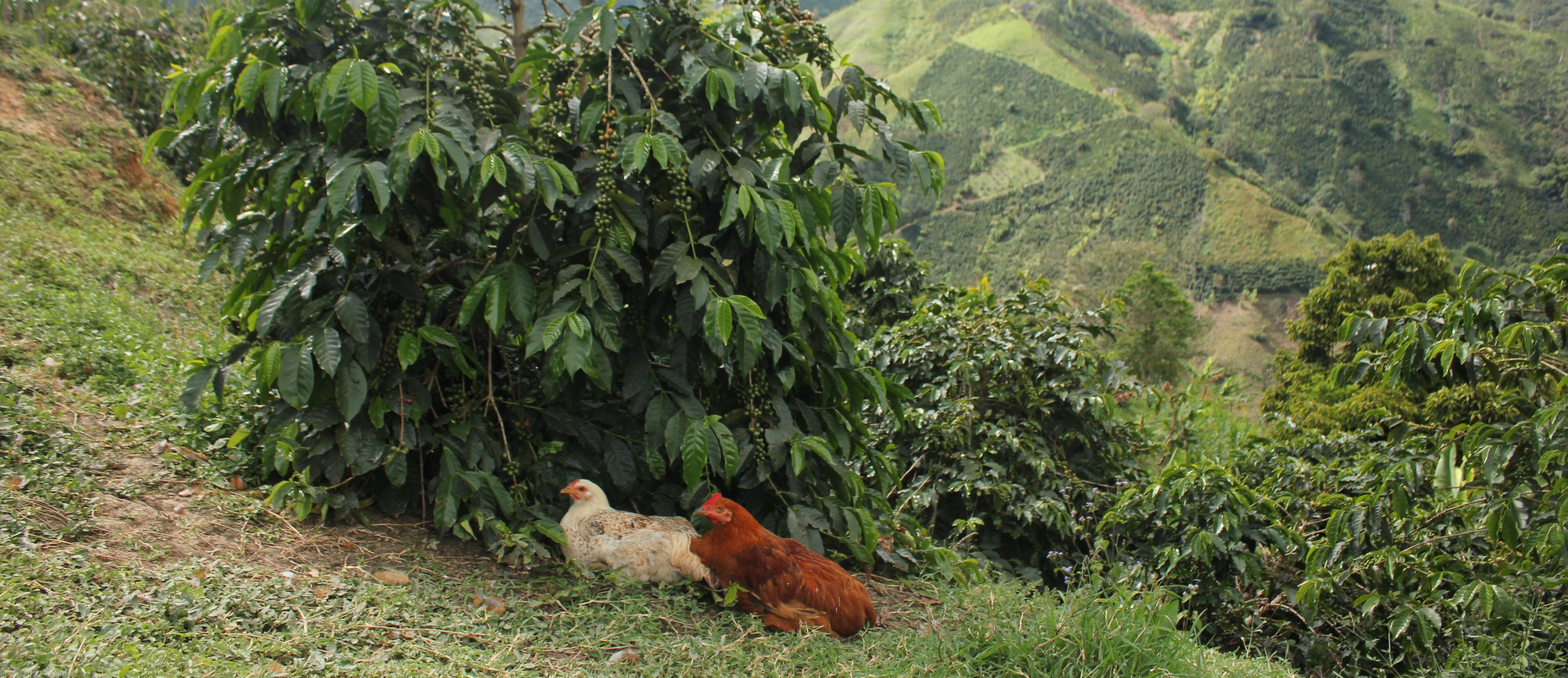 Two chickens at a coffee farm